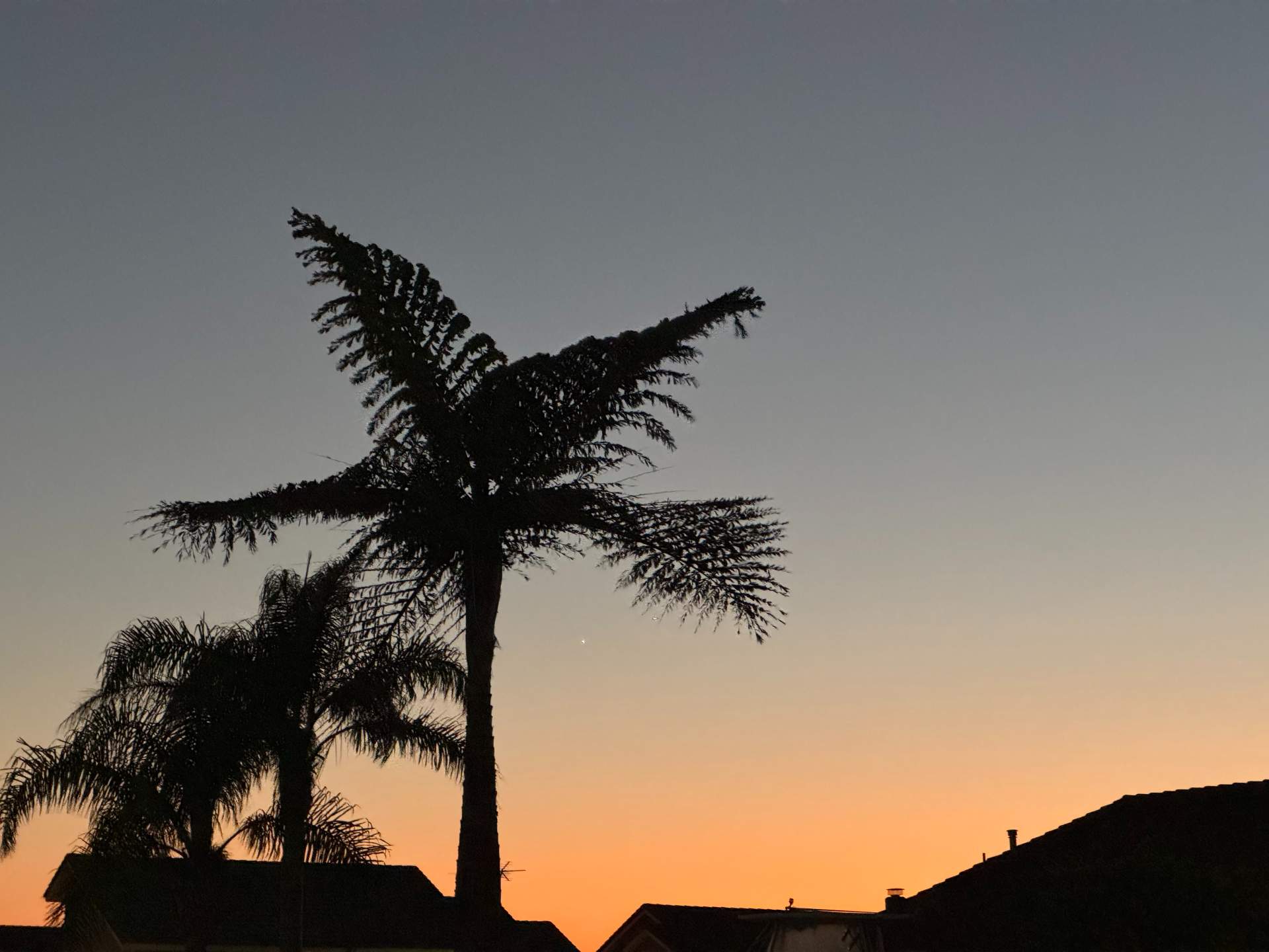 Palm Sunset